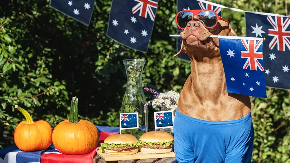 Need for Slots Australia Casino